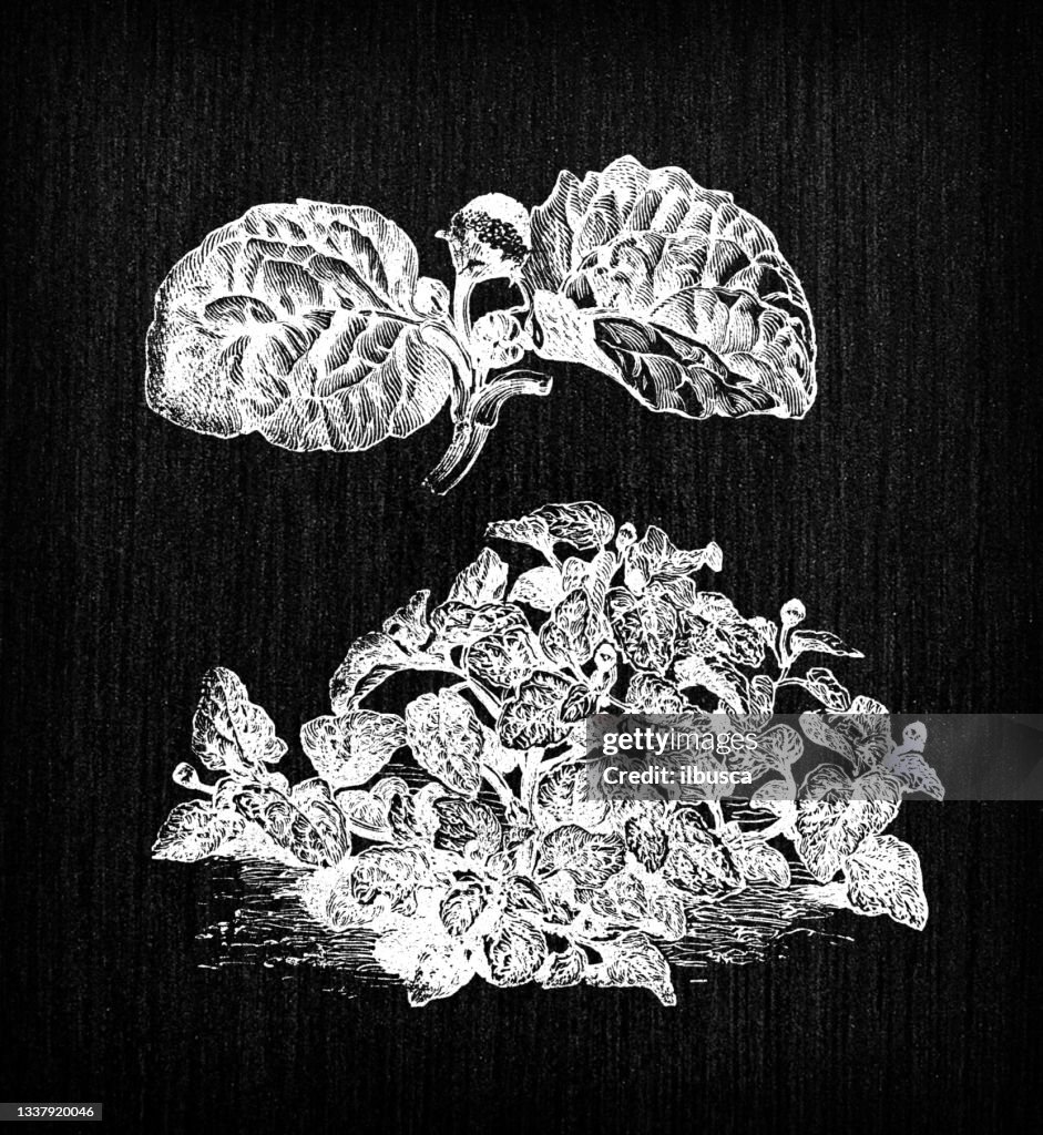 Botany vegetables plants antique engraving illustration: Acmella oleracea (Brazilian cress, toothache plant, paracress, electric daisy)