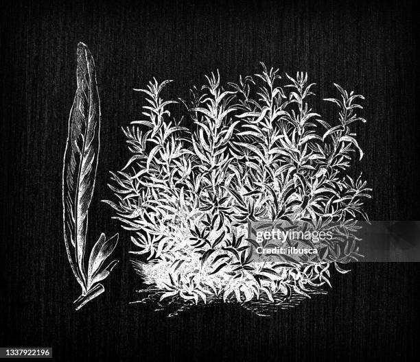 stockillustraties, clipart, cartoons en iconen met botany vegetables plants antique engraving illustration: tarragon - dragon