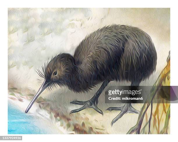old engraved illustration of north island brown kiwi (apteryx mantelli) - kiwi bird stock pictures, royalty-free photos & images