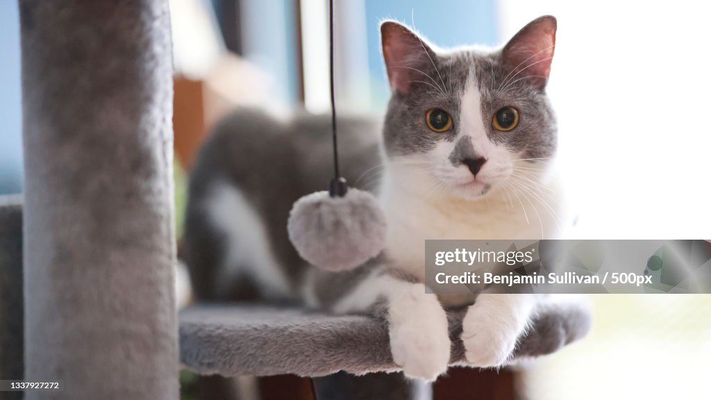 Close-up portrait of cat sitting on window sill