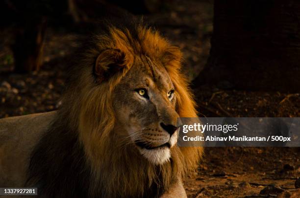 close-up of lion looking away,gir national park,gujarat,india - ギールフォーレスト国立公園 ストックフォトと画像