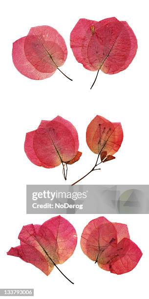 pétalas de flores secas vermelhas buganvília - buganvília imagens e fotografias de stock