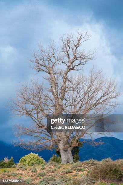 Downy oak . Villanova Strisaili. Villagrande Strisaili. Sardinia. Italy. Europe.