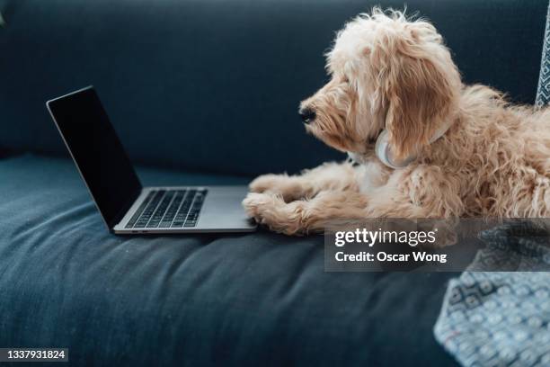 Dog In Computer 275 Dog Looking At Computer Screen Stock Photos, High-Res Pictures, and ...