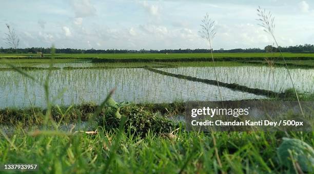 scenic view of agricultural field against sky,bangladesh - agriculture in bangladesh stock-fotos und bilder