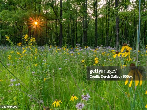 scenic view of flowering plants on field,lawrence,indiana,united states,usa - indiana stock pictures, royalty-free photos & images