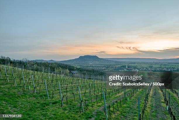 scenic view of vineyard against sky during sunset,gyulakeszi,hungary - hungary countryside stock pictures, royalty-free photos & images