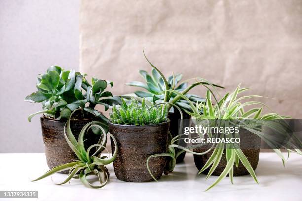 Tillandsia air and different succulent plants eonium. Cactus in ceramic pots standing on white marble table. Pandemic hobbies. Green houseplants....