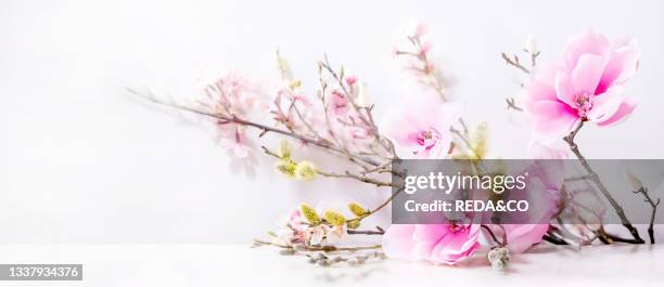 Beautiful pink spring flowers composition over white. Magnolia flowers. Cherry blooming branches and willow. Spring time or Mother's Day greeting...