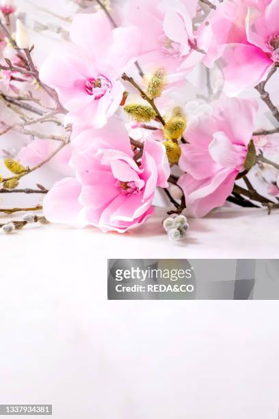 Beautiful pink spring flowers composition over white. Magnolia flowers. Cherry blooming branches and willow. Spring time or Mother's Day greeting...