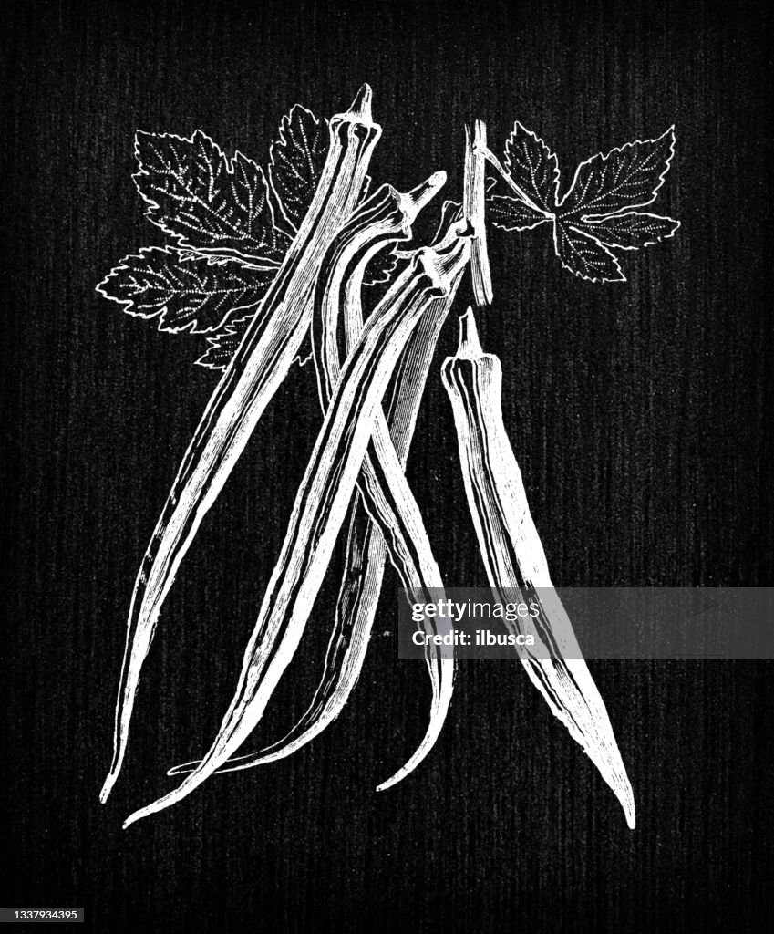 Botany vegetables plants antique engraving illustration: Okra