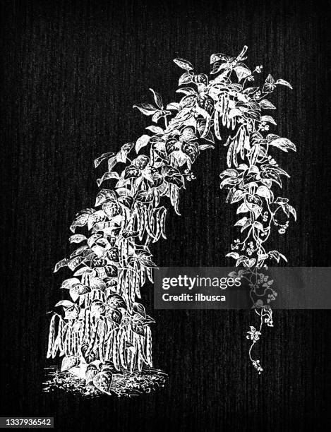 botany vegetables plants antique engraving illustration: bean - creeper plant stock illustrations
