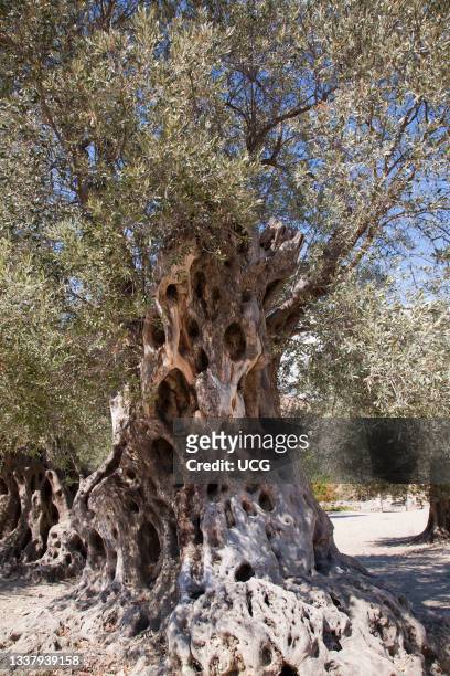 Old olive tree in the archaeological site of Gortyna, Crete island, Greece, Europe.