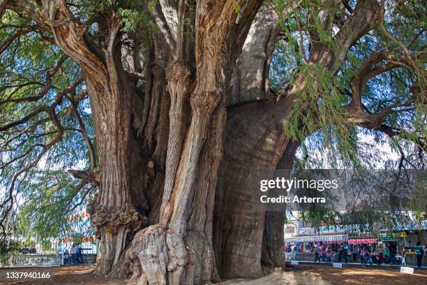 Tule Tree, 2000-year-old Montezuma cypress with the widest girth in the world at Santa Mar’a del Tule, Oaxaca, Mexico.