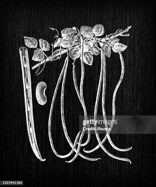 botany vegetables plants antique engraving illustration: cuban dolichos - bean sprout stock illustrations