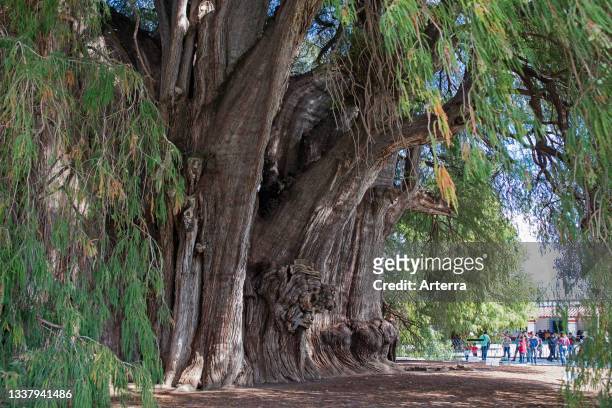 Tule Tree, 2000-year-old Montezuma cypress with the widest girth in the world at Santa Mar’a del Tule, Oaxaca, Mexico.