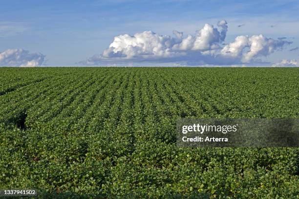 Soybean field for the production of soyabeans. Soya beans in rural Alto Paran‡, Paraguay.