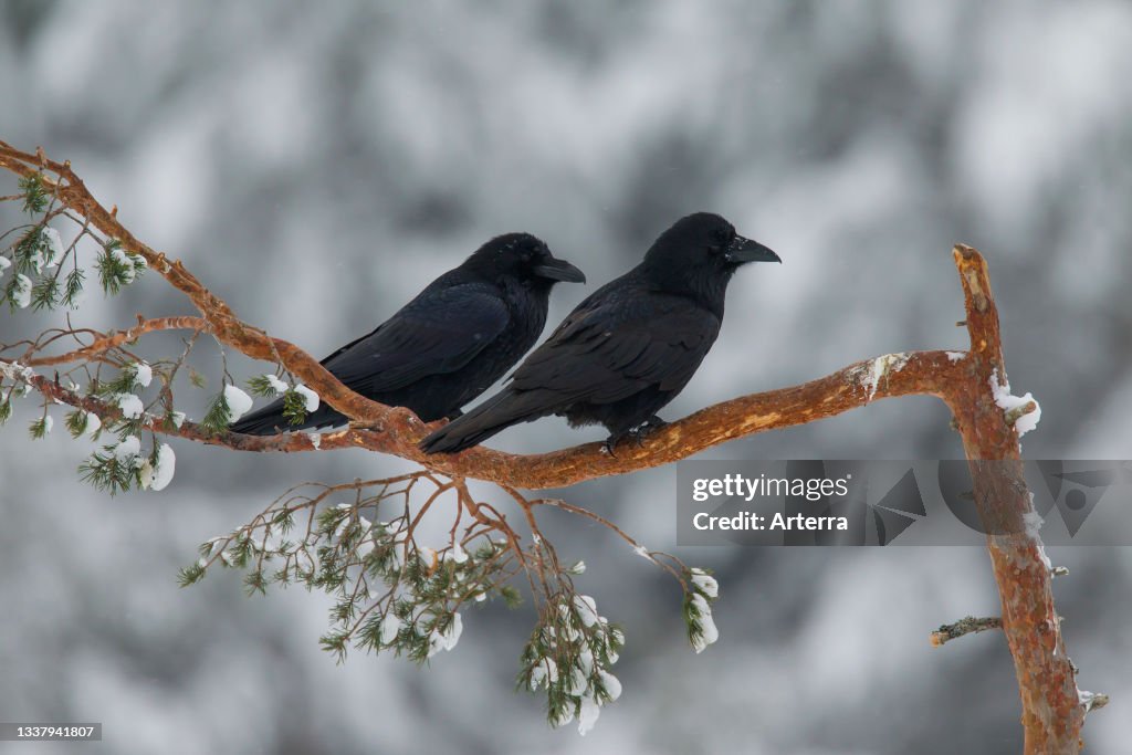 Common ravens. northern raven (Corvus corax) pair perched in spruce tree in winter