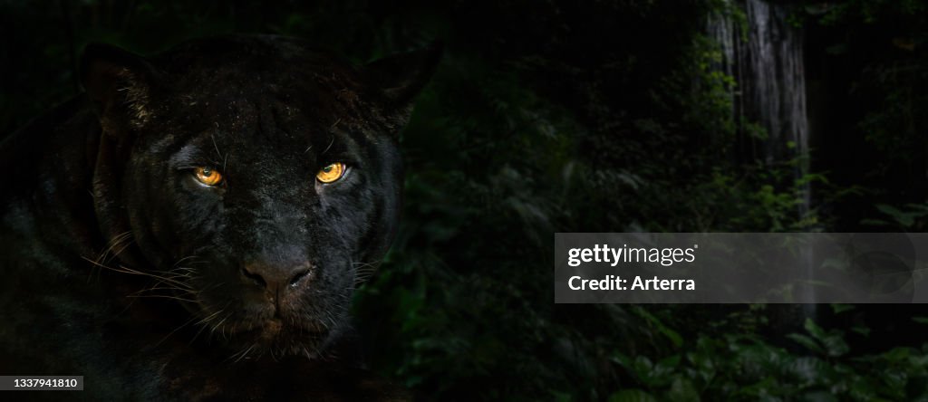 Close up portrait of melanistic jaguar. black panther at night in the...  News Photo - Getty Images