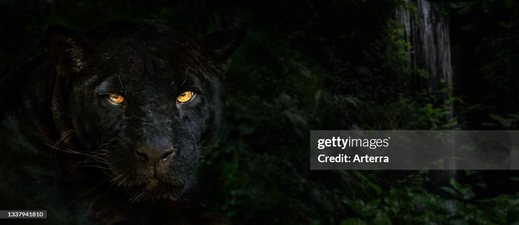 Close up portrait of melanistic jaguar. black panther at night in the... News Photo - Getty Images Close up portrait of melanistic jaguar. black panther at night in the... News Photo - Getty Images