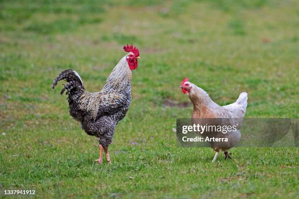 Plymouth Rock chicken, American breed of domestic chickens, free range cock. Rooster and hen in meadow at farm.