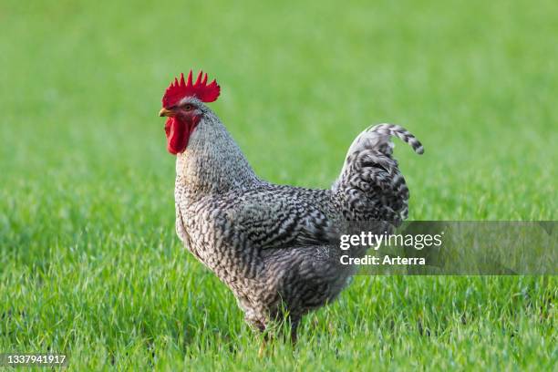 Plymouth Rock chicken, American breed of domestic chickens, free range Barred Rock cock. Rooster in meadow at farm.