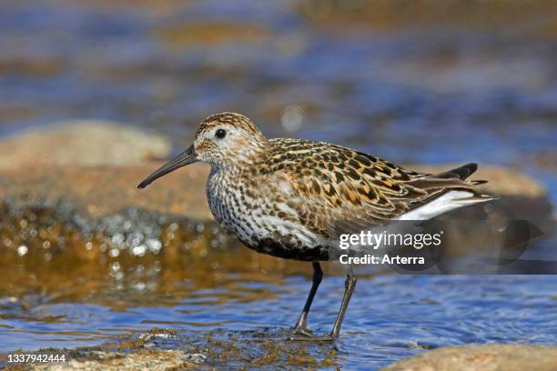 Dunlin in breeding plumage foraging in shallow water in summer, Iceland.