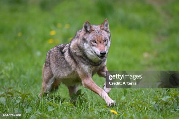 Solitary Eurasian wolf. European gray wolf. Grey wolf running in meadow. Grassland.