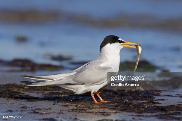 Little tern with fish prey in beak on the beach.