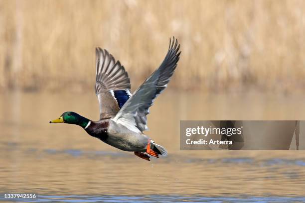 Mallard male duck. Drake taking off from water of lake in spring.