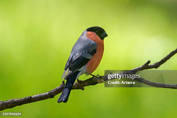 Eurasian bullfinch. Common bullfinch male perched in tree.