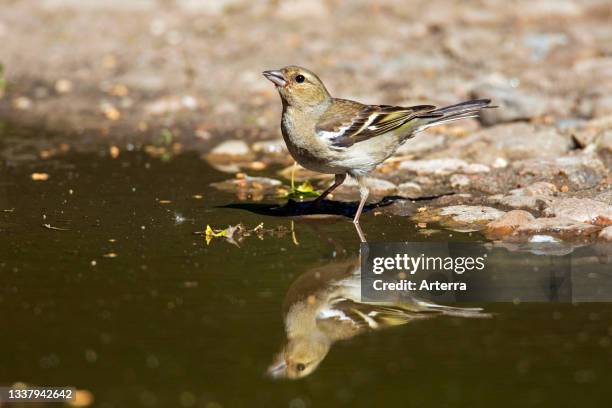 Common chaffinch female drinking water from pond. Rivulet.