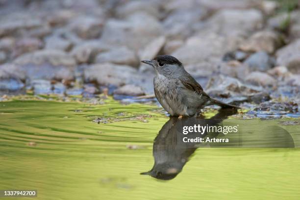 Eurasian blackcap male bathing in water from pond. Rivulet.