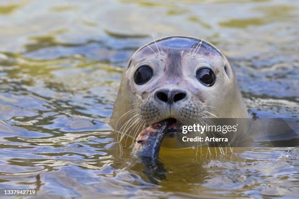 Close up of common seal. Harbour seal eating fish in sea.