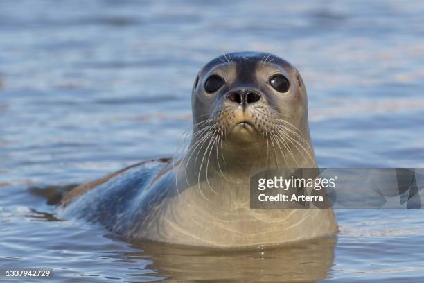 Close-up of curious common seal. harbour seal in shallow water on the...  News Photo - Getty Images