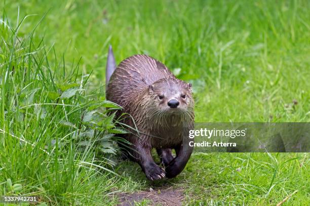 Eurasian otter. European river otter running over land in meadow. Grassland on river bank. Riverbank in spring.