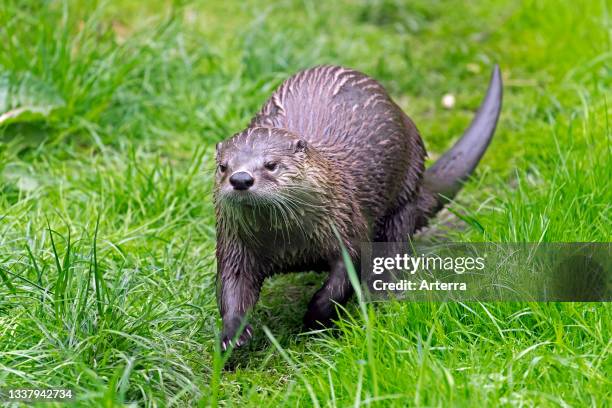 Eurasian otter. European river otter running over land in meadow. Grassland on river bank. Riverbank in spring.