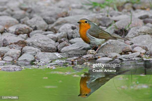 Robin Rocking Water 953 Robin Beck Stock Photos, High-Res Pictures, and Images - Getty Images