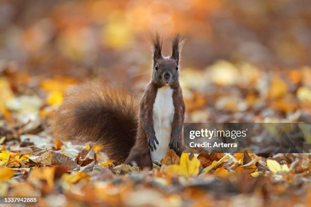 Alert Eurasian red squirrel looking for danger on the ground in leaf litter on the forest floor in autumn woodland.