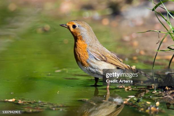 Robin Rocking Water 960 Robin Beck Stock Photos, High-Res Pictures, and Images - Getty Images