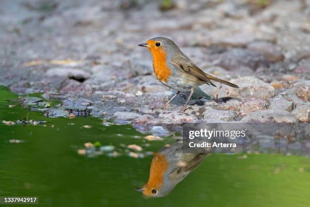 Robin Rocking Water 981 Robin Beck Stock Photos, High-Res Pictures, and Images - Getty Images