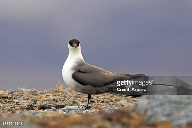 Ringed long-tailed skua. Long-tailed jaeger on the tundra wearing geolocator on its leg, Svalbard. Spitsbergen, Norway.
