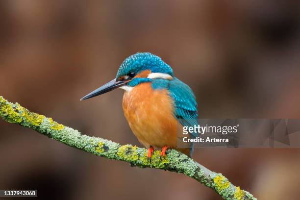 Common kingfisher male perched in tree with branches hanging over water of pond in winter.
