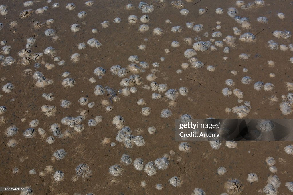 European lugworm. sandworm (Arenicola marina) feeding pits in sand and casts of defaecated sediments on the beach at low tide