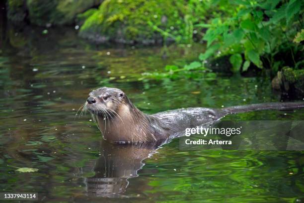 Eurasian otter. European river otter entering water of creek in forest in spring.