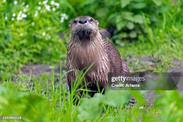 Eurasian otter. European river otter on land on river bank. Riverbank in spring.