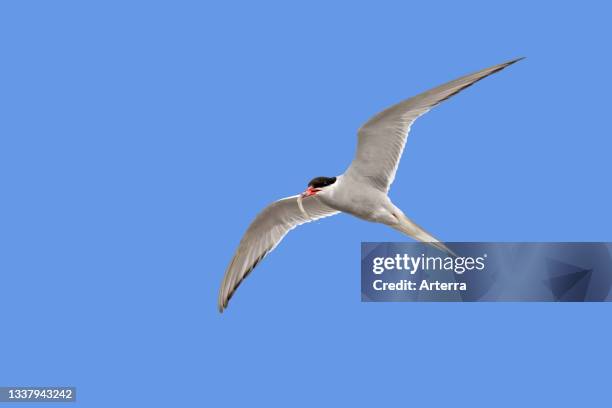 Arctic tern flying with fish prey in beak against blue sky.