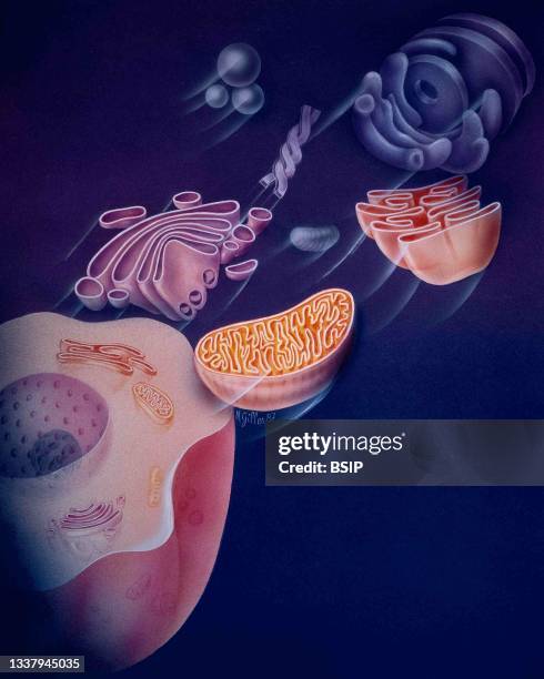 Endoplasmic reticulum at top. Mitochondria is oval shaped organelle at center. Lysosomes are small bubbles to the left . Golgi apparatus at bottom.