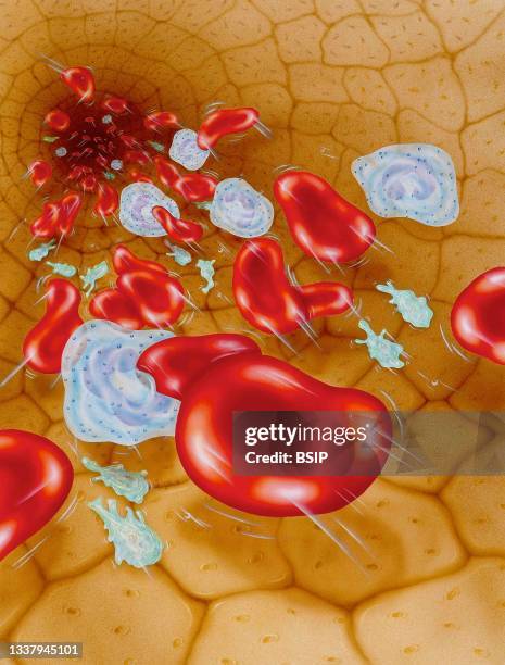 Here, red blood cells, white blood cells and platelets .