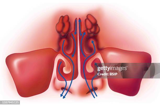 Circulation of air in the nasal conchae.